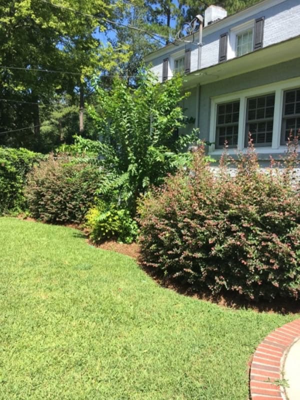 Lawn Care Florence SC - Shrub Trim - Before