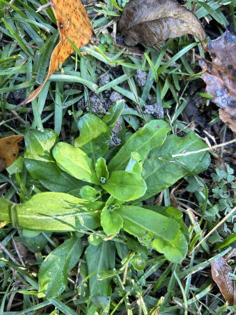 Broadleaf Weed - The Shiny Cudweed